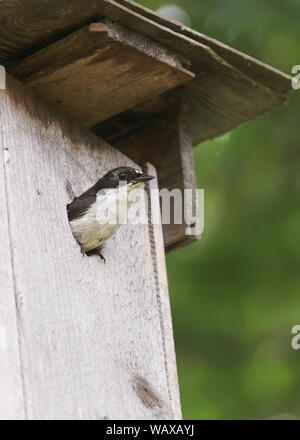 EUROPEN PIED FLYCATCHER in the hole for the bird`s nest Stock Photo
